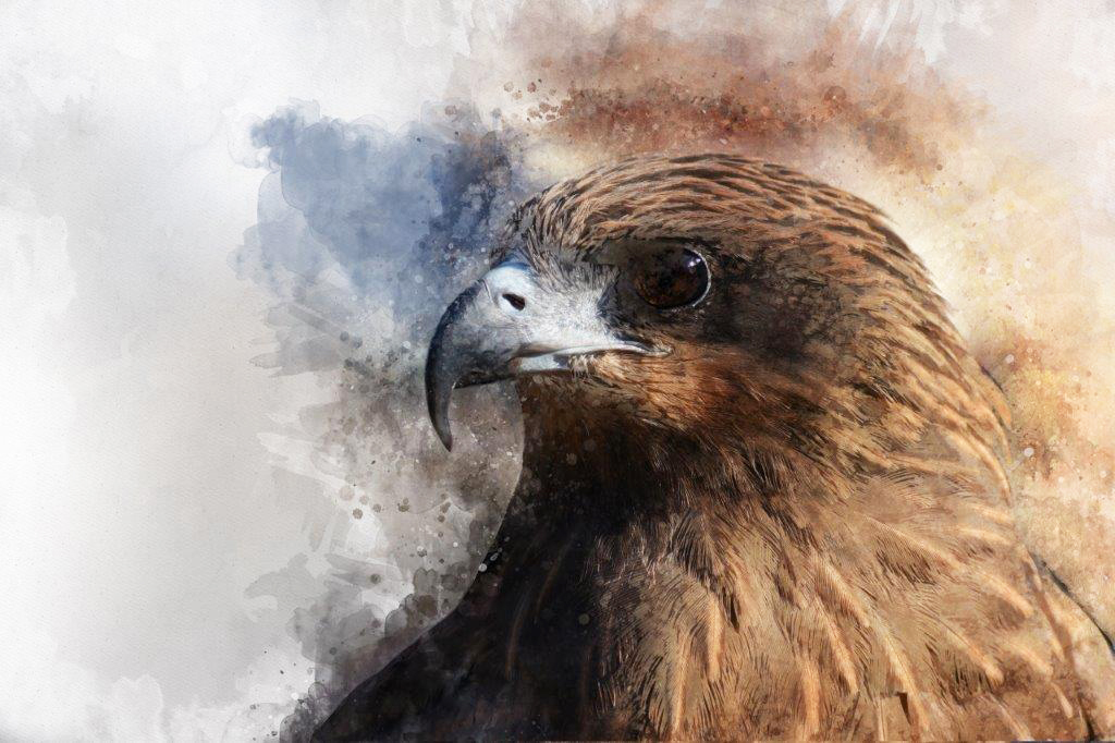 PXM008 Wall décor art photographic on canvas wildlife bird of prey close up